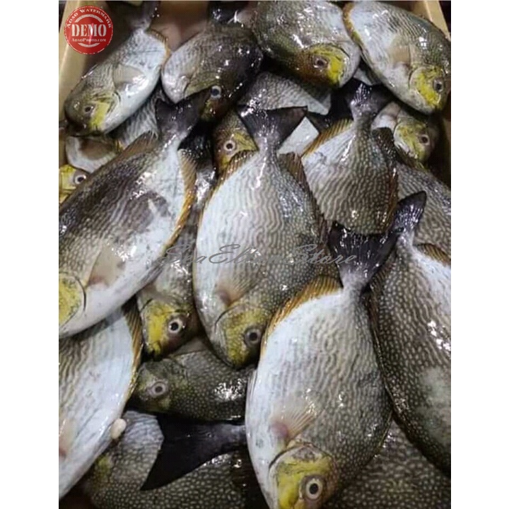 

IKAN BARONANG Ikan Laut Segar