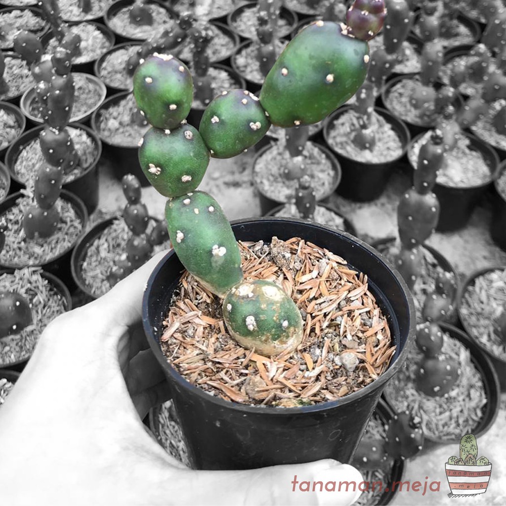 Tanaman Hias Hidup - Kaktus dan Sukulen (Opuntia Canterae)