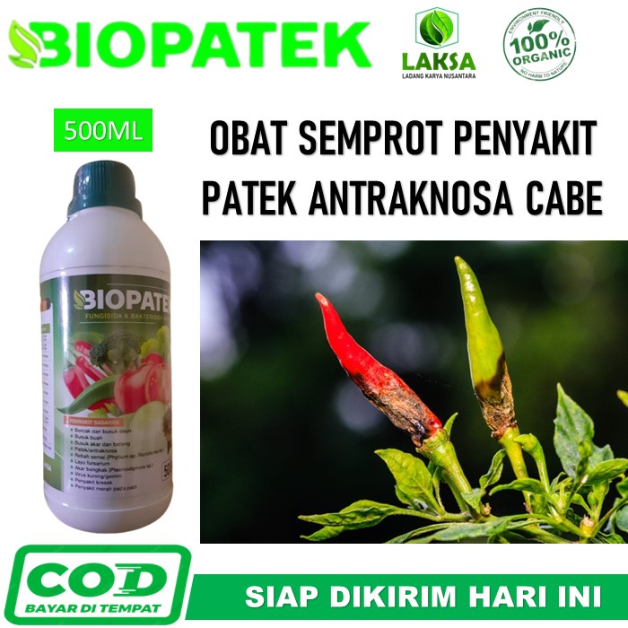 BIOPATEK Fungisida Hayati Obat Patek Antraknosa Cabe - Biopatek Obat Patek Cabe Rawit Paling Ampuh -