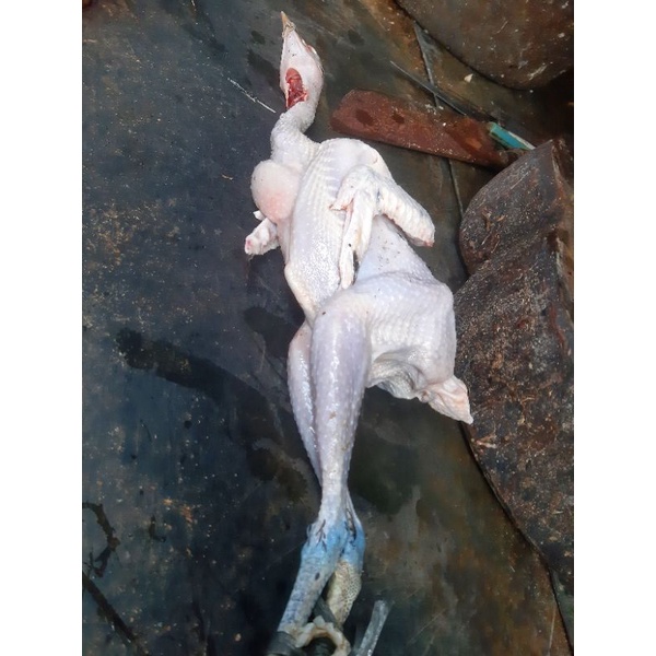 

Ayam Pejantan Murah 800 gram Berat Hidup Fresh