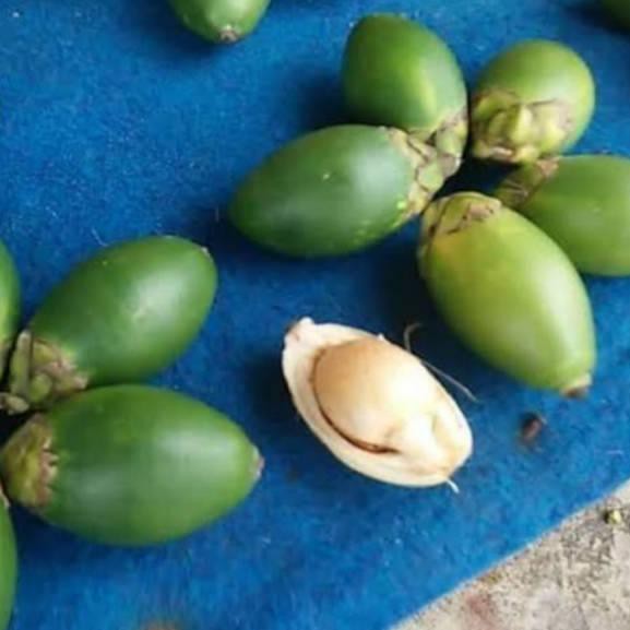 

QFL BUAH PINANG MUDA SEGAR 500 gram .