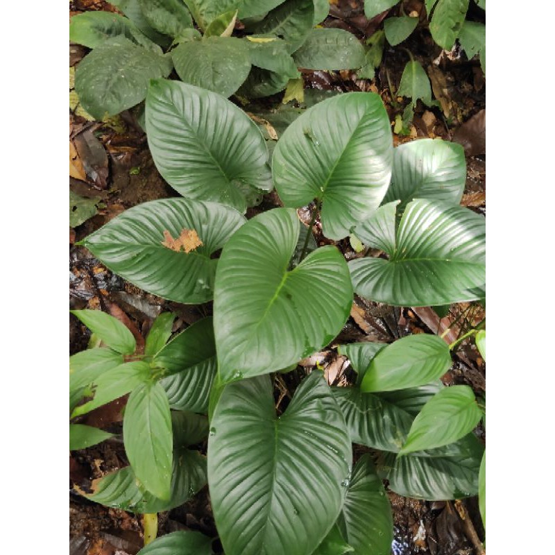 Homalomena Rubescens