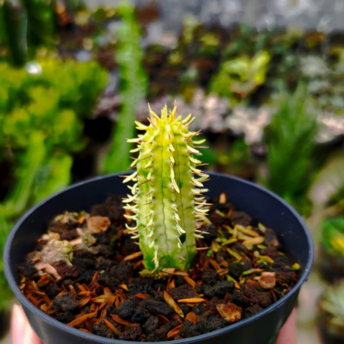 Euphorbia ferox variegata KAKTUS SUKULEN|TANAMAN HIAS