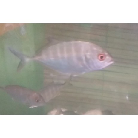 Giant Travelly / GT ikan air tawar aquarium Aquascape