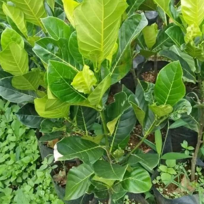 d1n bibit tanaman buah nangka mini/pohon nangka mini kuning