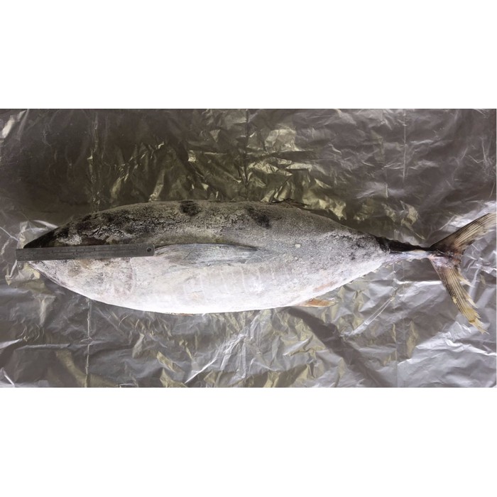 

Ikan Baby Tuna Frozen