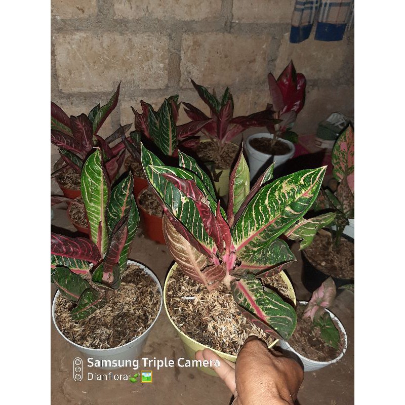 

Aglonema red sumatra