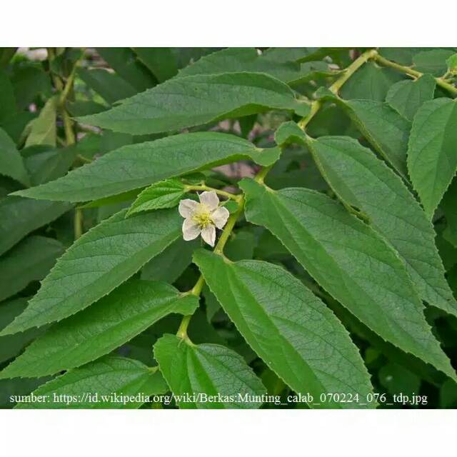 Daun Kersen. Daun Ceri. Daun Talok Segar 1000gram