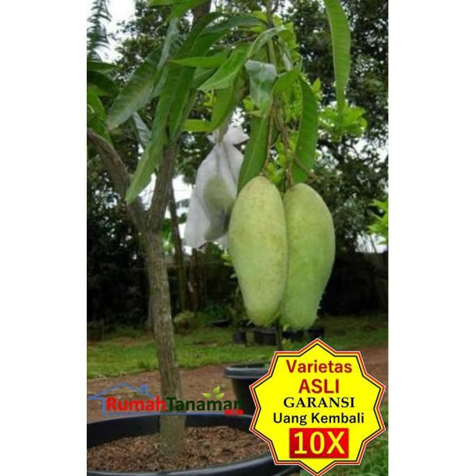 Bibit Tanaman Buah MANGGA MAHATIR Unggul Murah Bergaransi