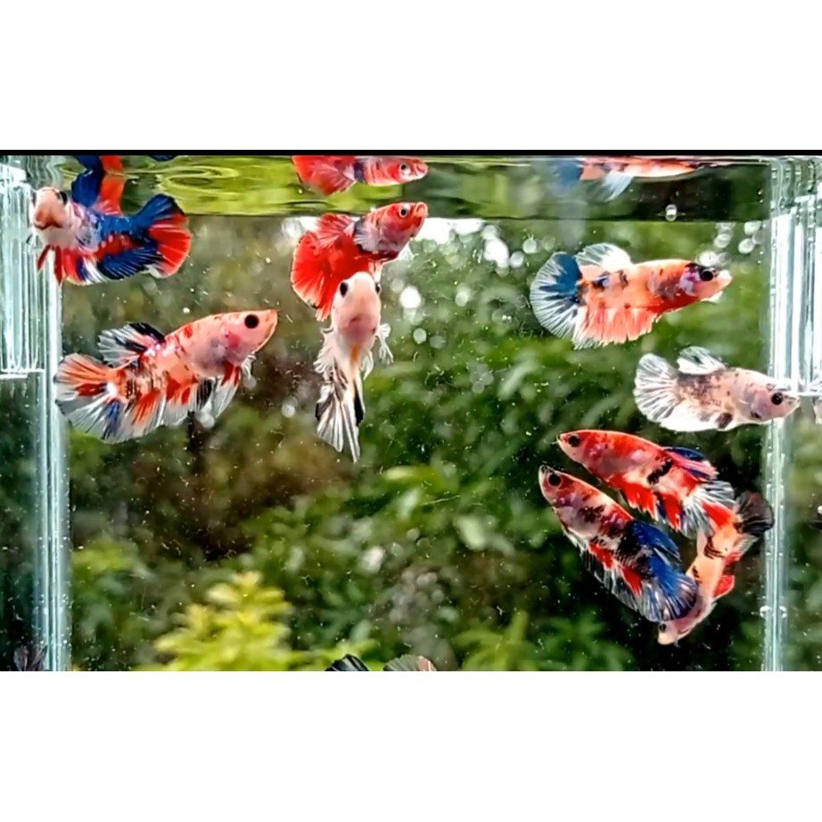 Ikan Cupang Plakat Nemo Galaxi dan Koi Galaxi