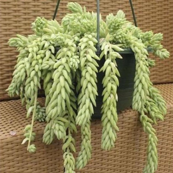 Tanaman Gantung Kaktus Anggur Air Mata Ibu Bunga Gantung Cantik