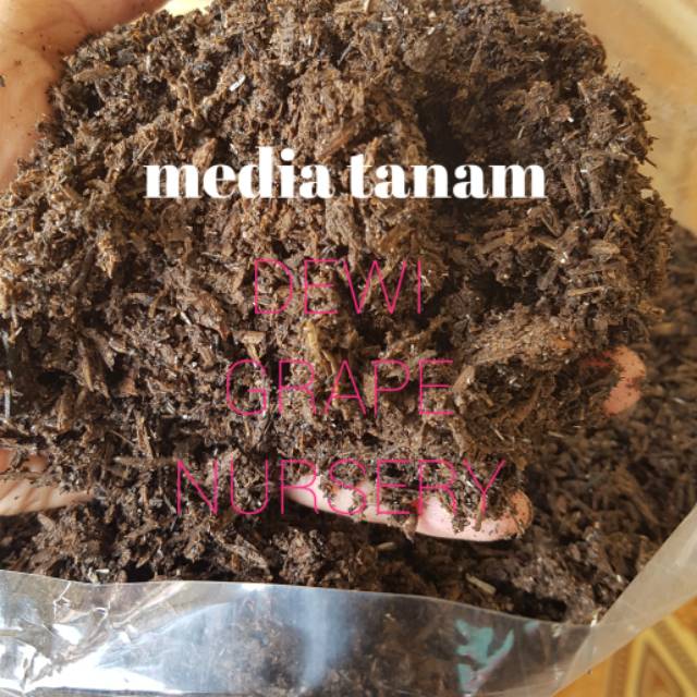 Media tanam untuk bibit anggur