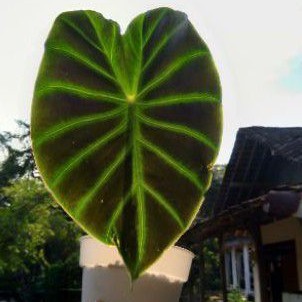 jenis tanaman hias keladi remusaita vivipara