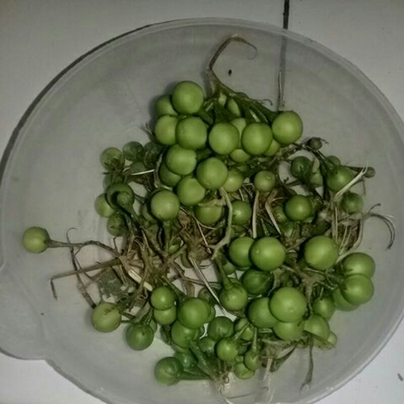 

buah tekokak/cepokak segar