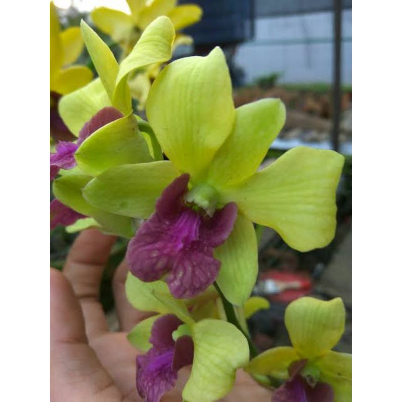 Anggrek Dendrobium Burana Jade