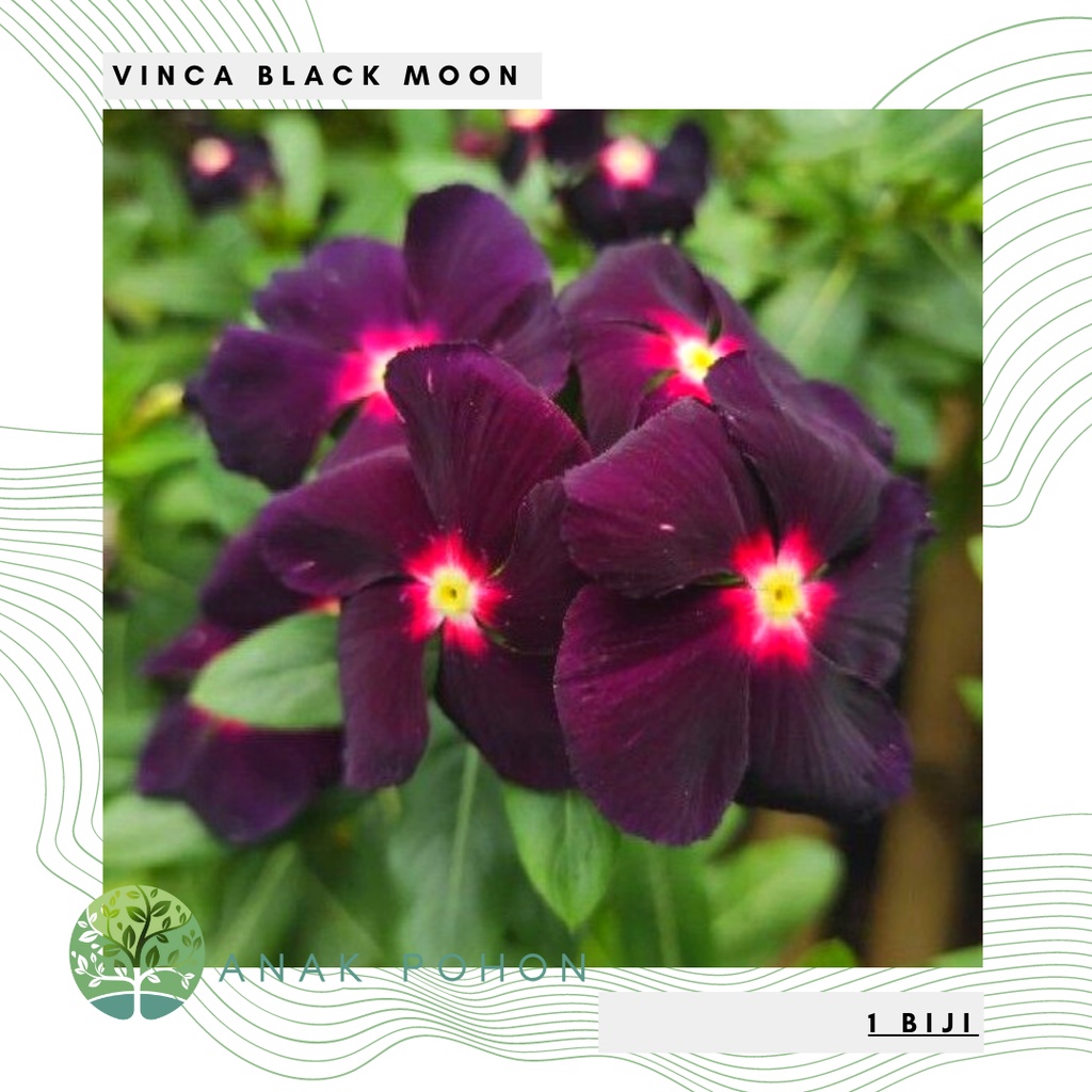 Benih Bibit Biji - Bunga Vinca Black Moon Rare Jenis Langka Flower Seeds - FRESH SEEDS