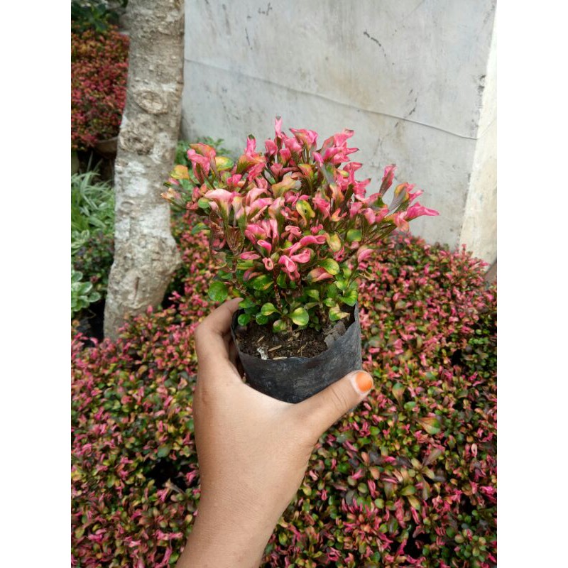 PAKET 20 Krokot Merah Super2