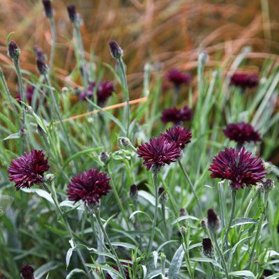 Benih Bibit Biji - Bunga Cornflower Black Ball Flower Seeds - IMPORT