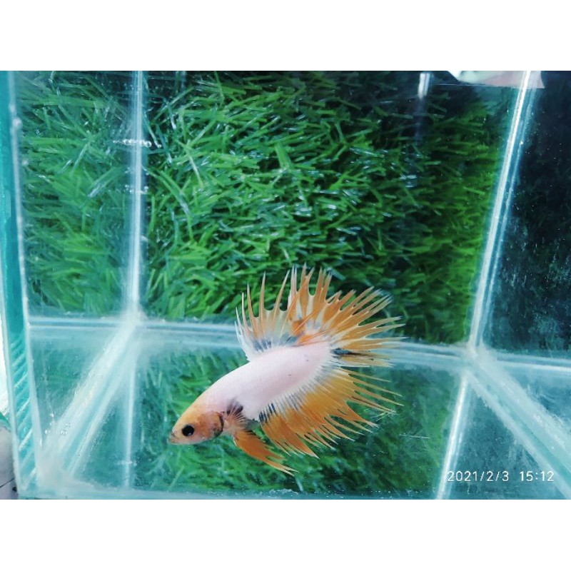 (promo) cupang crowntail (CT) yellow dragon murah