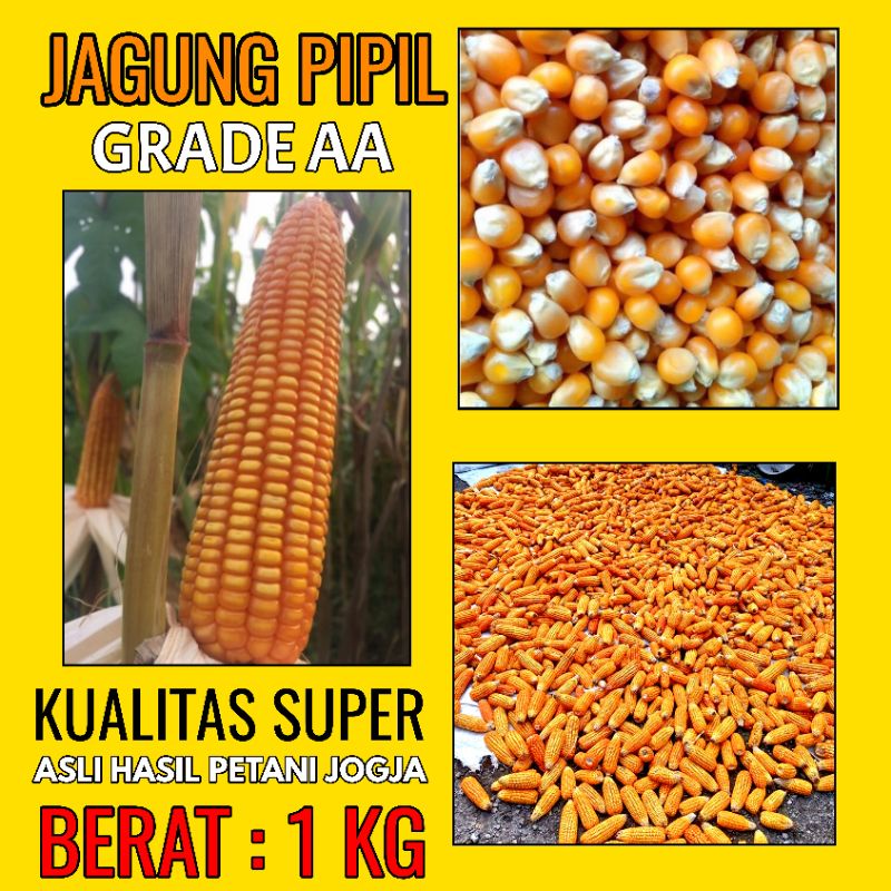 Jagung Pipil Super 1kg