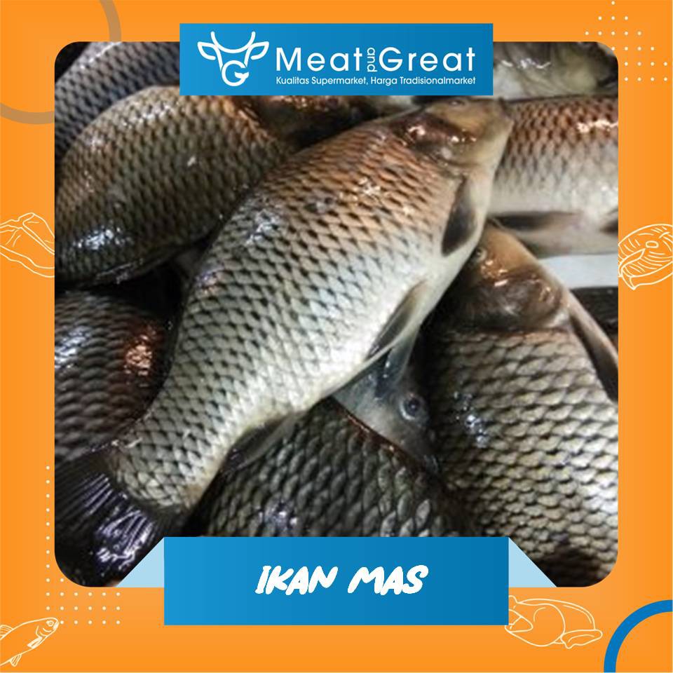 

Ikan Mas Segar 1 kg