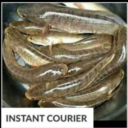 

IKAN GABUS SEGAR - 500 gr (1-2 ekor)