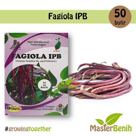 Benih Kacang Panjang Ungu Fagiola