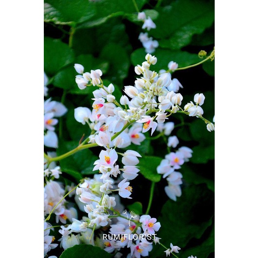 [ BELI 5 GRATIS 1 ] Bibit Tanaman Rambat Air Mata Pengantin Bunga Putih - Tanaman Bunga Air Mata Pen