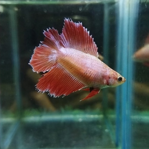 IKAN CUPANG BETINA/FEMALE HALFMOON DOUBLE TAIL/HMDT MASCOT SERIES INDUKAN 100% REALPICT (KODE AH11)