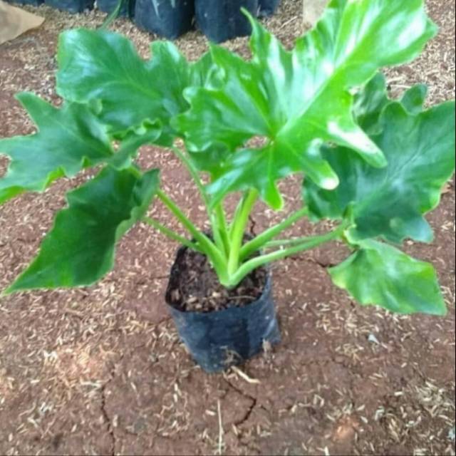Pohon Philo Dendrum / Philo Jari - Tanaman Hias Philo Dendron Jari