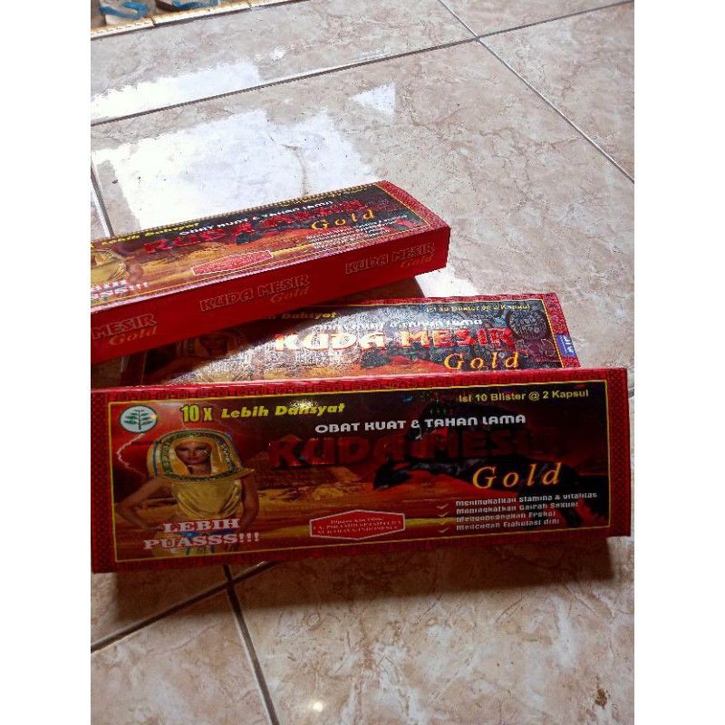 Kuda Mesir Gold