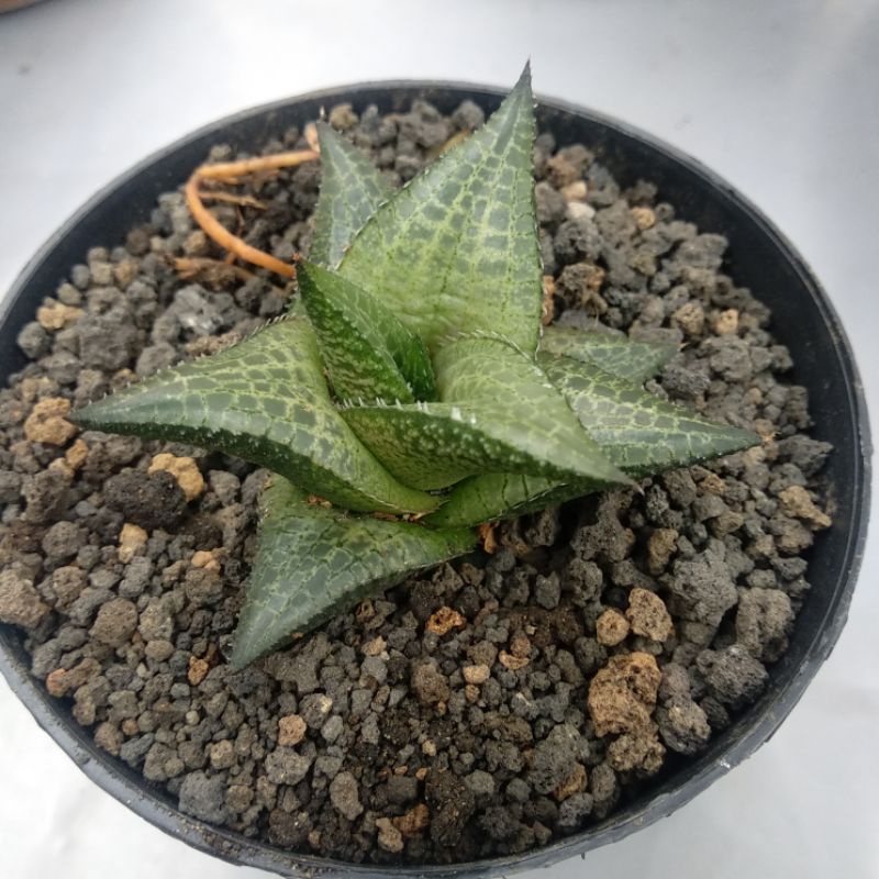 Haworthiopsis Tessellata D10cm