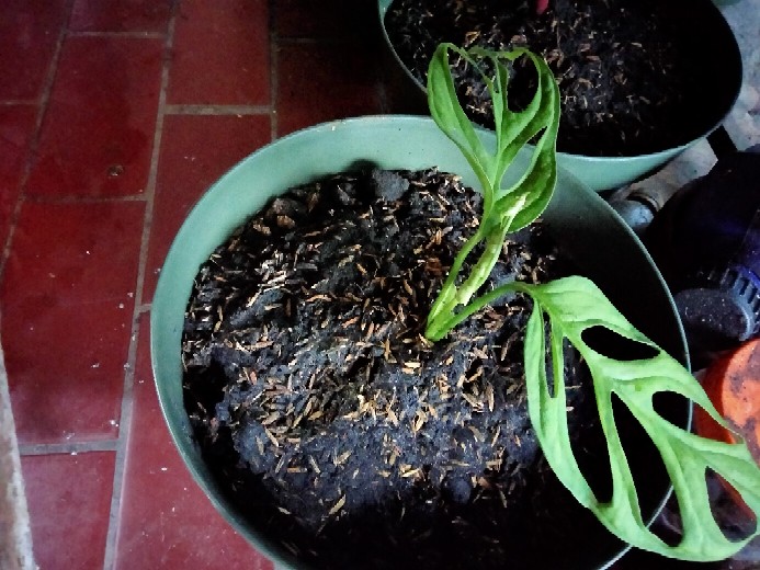 Tanaman Hias Philodendron Swiss(swiss Ceese Vine)