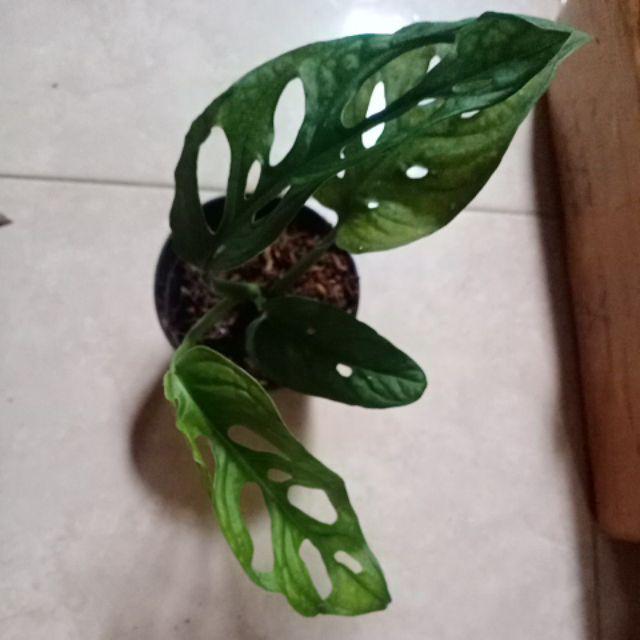 Monstera Acuminata