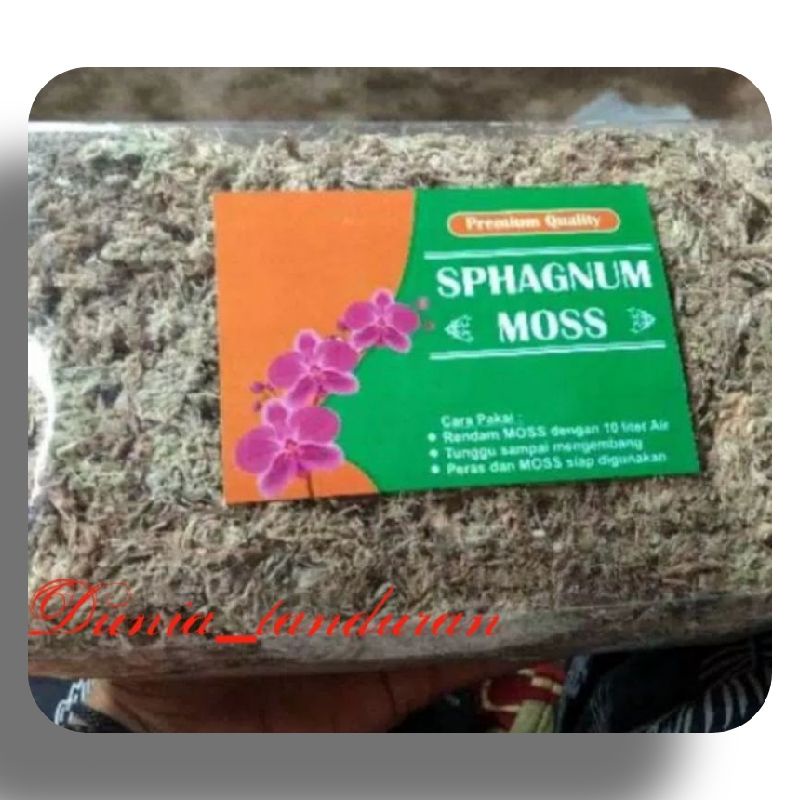 Sphagnum moss / media tanam anggrek
