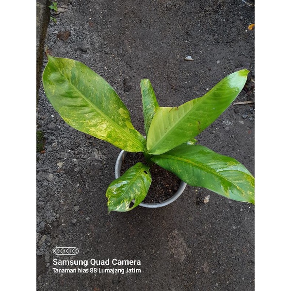 tanaman hias diven panglima variegata ukuran baby dan besar  dikirim sesuai foto