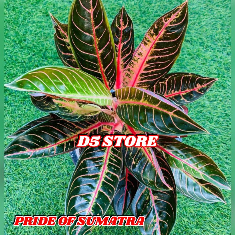 Aglonema red sumatera Red sumatera Tanaman aglonema Aglonema murah Tanaman hias aglonema Tanaman hia