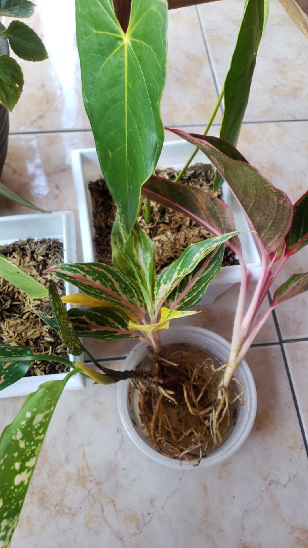 Aglonema Buterfly Induk