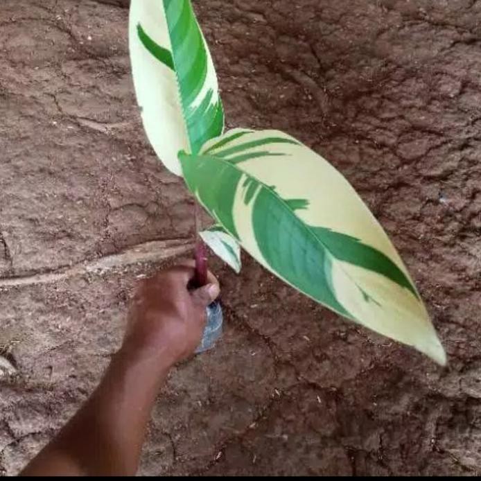 TANAMAN HIAS BANANA VARIGATA