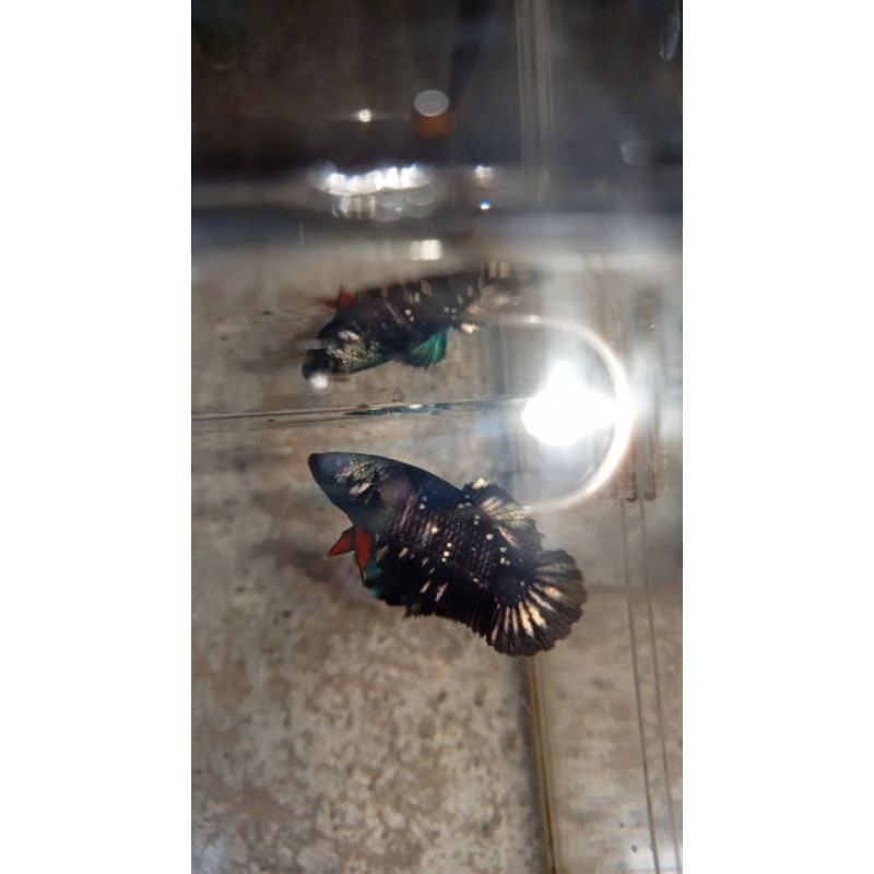 female Avatar Cooper gold