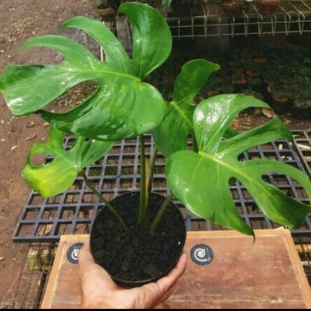 monstera deliciosa - bibit monstera deliciosa