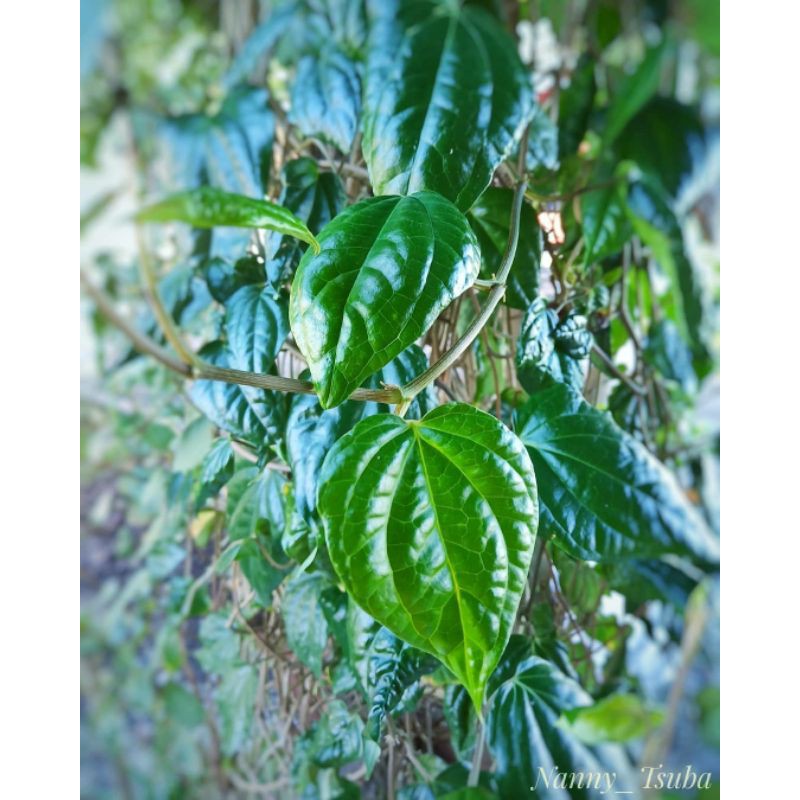 

Daun Herbal Segar / Daun Sirih Segar 500gram