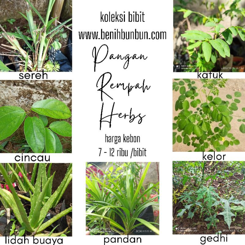 

Bibit Tanaman Pangan Rempah Herbs Harga Kebon