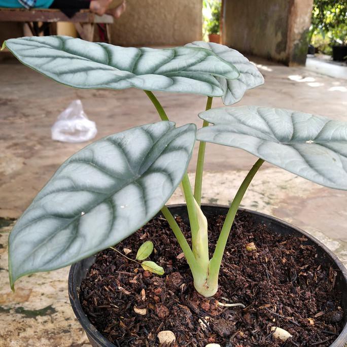 Tanaman Hias Keladi Tengkorak Silver- Keladi Tengkorak Silver