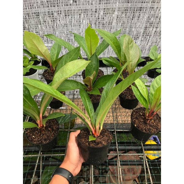 Jemani Remaja Tangkai Kemerahan