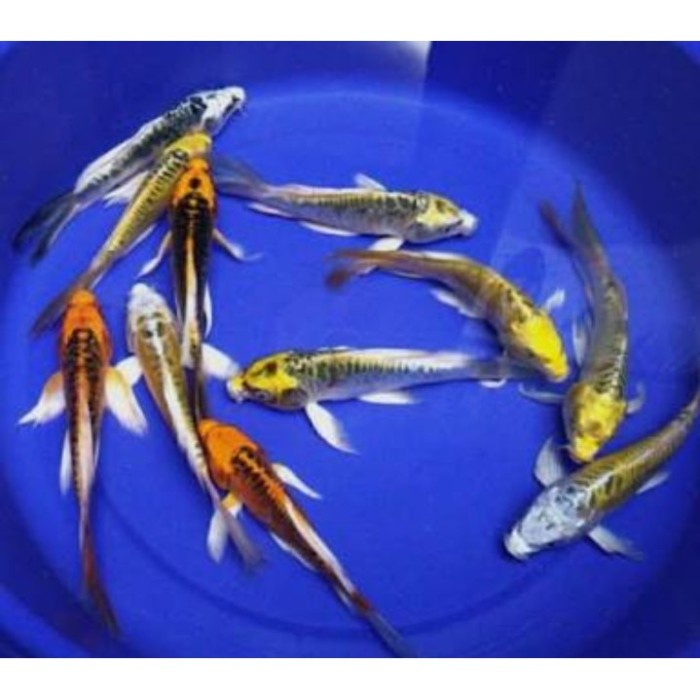 Ikan koi slayer/semi kumpay metalic sz 5-8cm