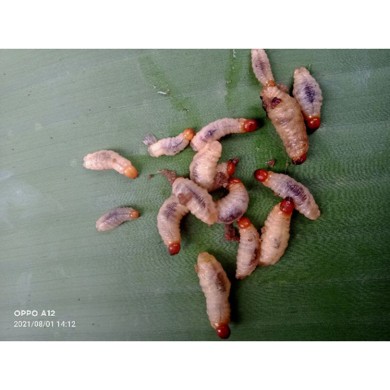 ulat pisang umpan pancing ikan mas 30 ekor