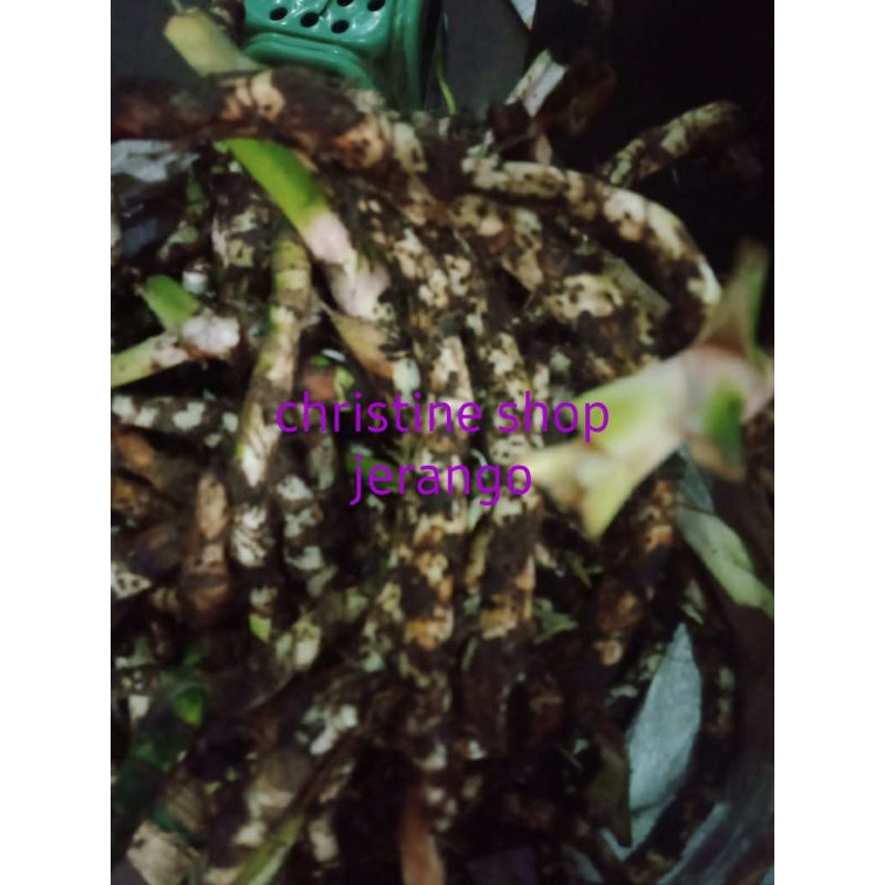 

Jerangau / jerango 500 g