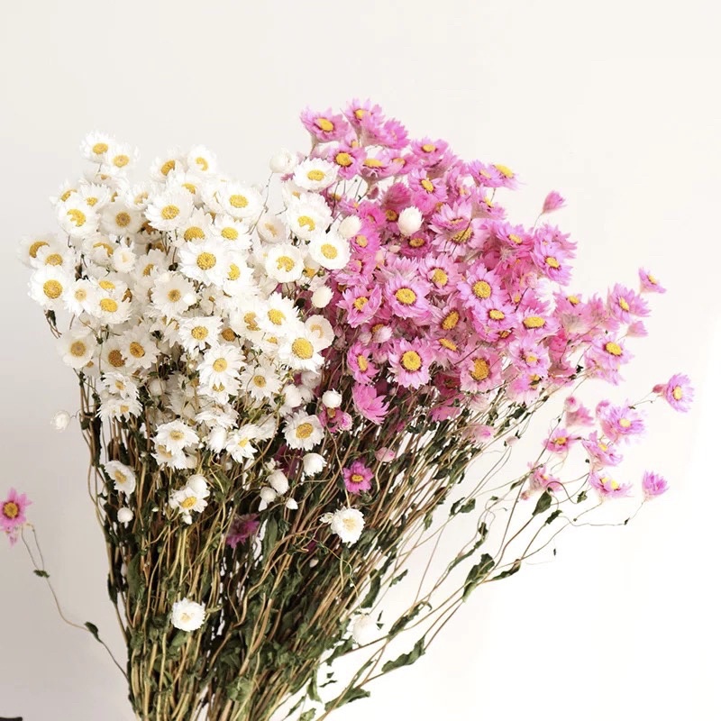 bunga kering daisy Dried Flower Preserved Daisy Bunga Kering Rodanthe White Pink dekor hand buket