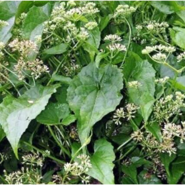 

Daun sembung rambat segar 500gr